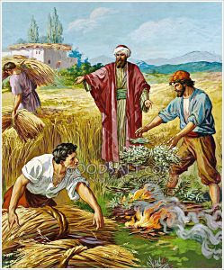 wheat-and-the-tares-2-GoodSalt-stdas0089